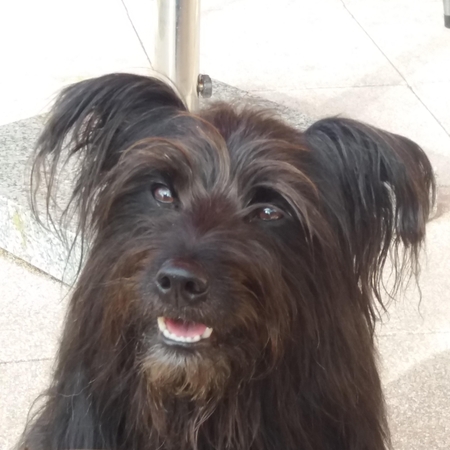 Hundetreffen 2016 im Allgäu (2)